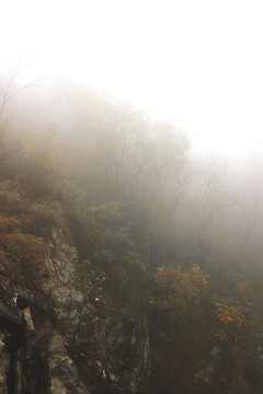 十堰牛头山原始森林公园