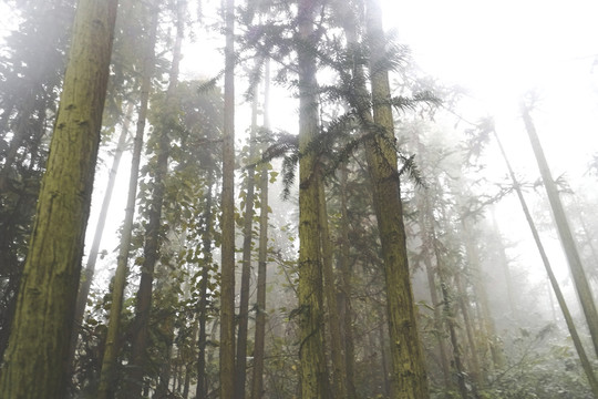 十堰牛头山森林公园