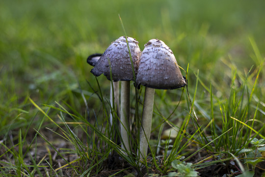 草地蘑菇清新图片
