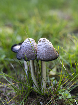 草间蘑菇