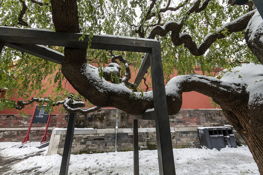 雪中的北京故宫御花园龙爪槐