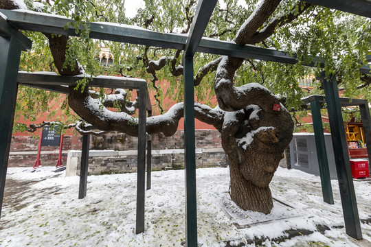 雪中的北京故宫御花园龙爪槐