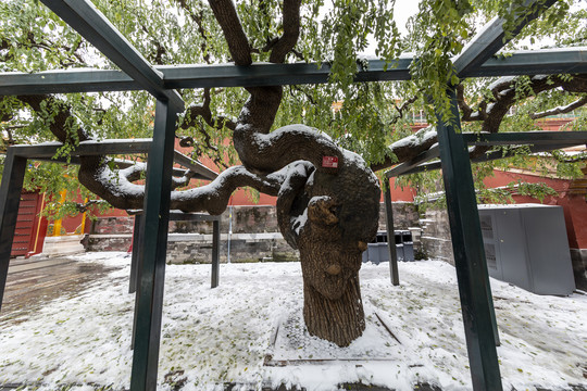 雪中的北京故宫御花园龙爪槐