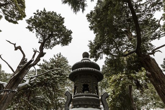 北京故宫御花园雪景