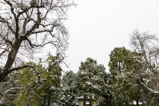 北京故宫御花园雪景