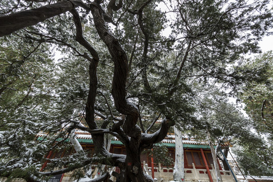 北京故宫御花园雪景