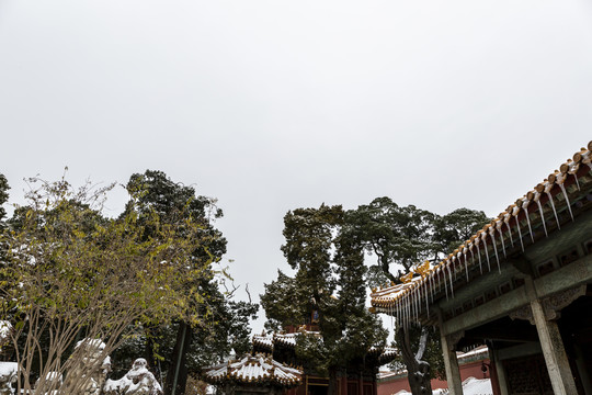 北京故宫御花园雪景