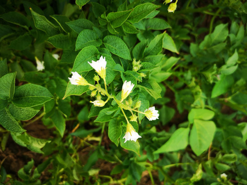 土豆的花