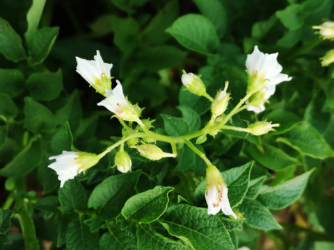 土豆的花