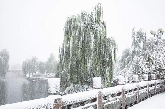 雪中的柳树