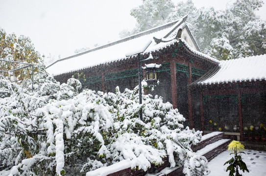 趵突泉公园雪景