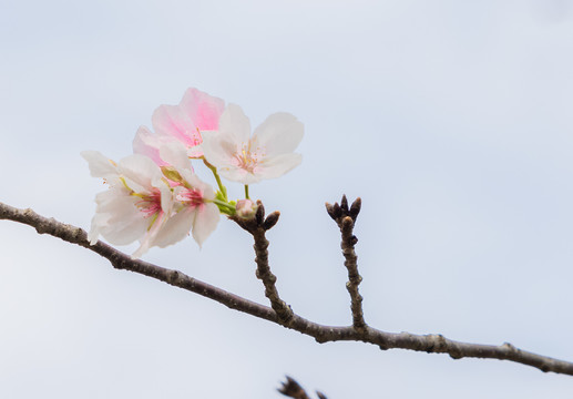 东京樱花