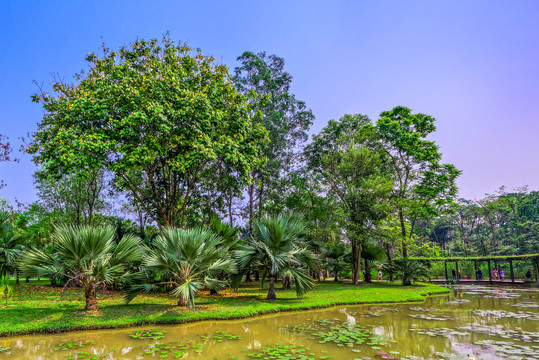 西双版纳勐仑植物园棕榈园