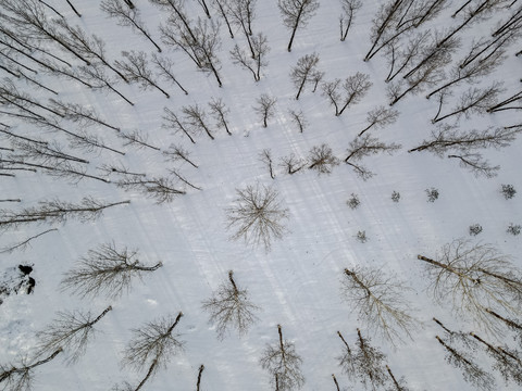 雪中树林