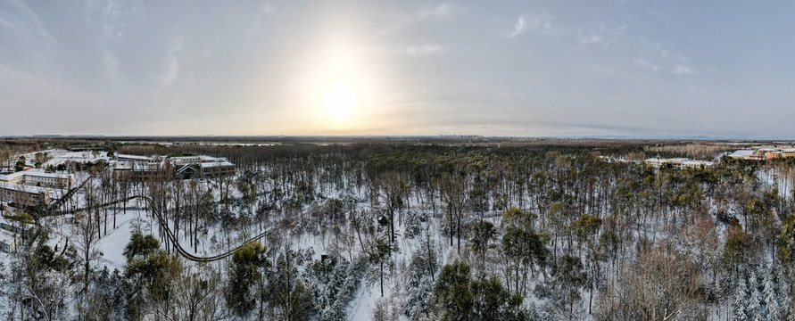 雪中树林