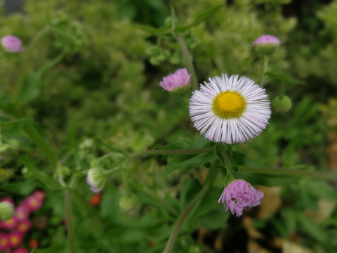 野雏菊