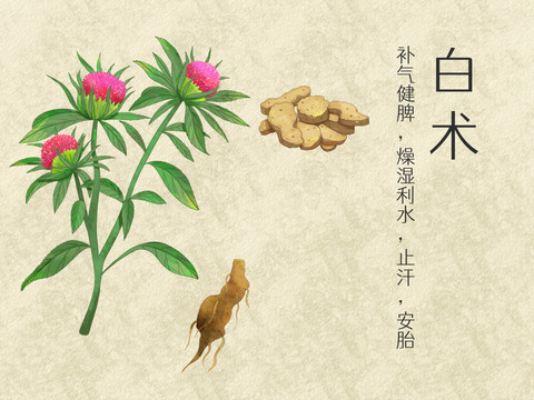 手繪水彩中藥藥材白術(shù)插畫