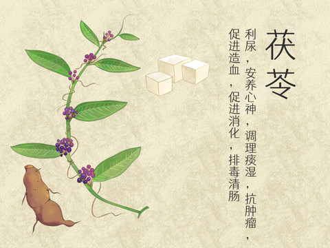 手繪水彩中藥藥材茯苓插畫(huà)