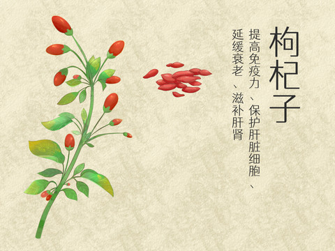 手繪水彩中藥藥材枸杞子插畫