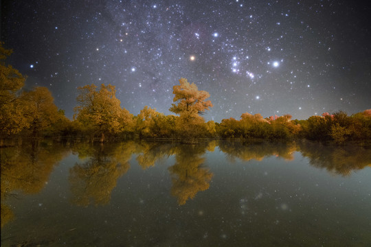 金塔胡杨林星空银河