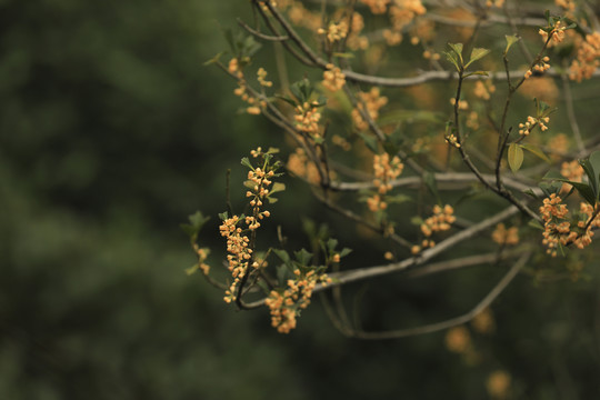 桂花飘香