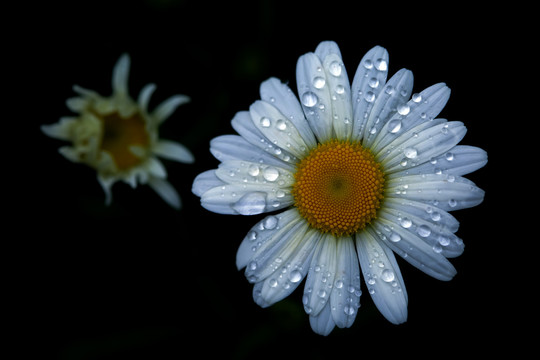 小白菊