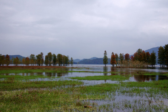 湿地风光二