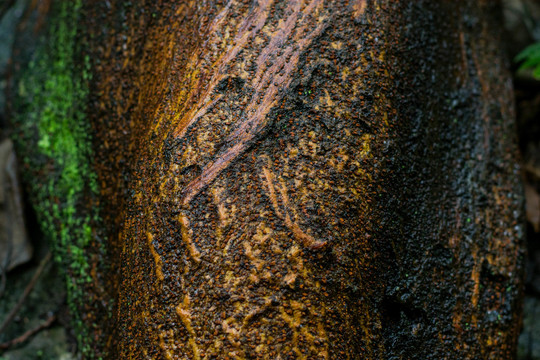 树木纹理摄影素材