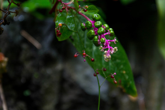 植物露珠雨水摄影