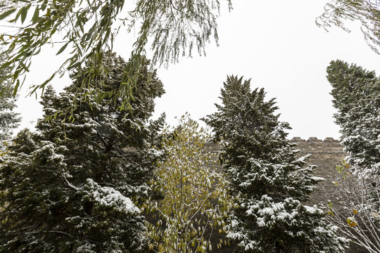 白雪掩映下的北京故宫城墙及古树