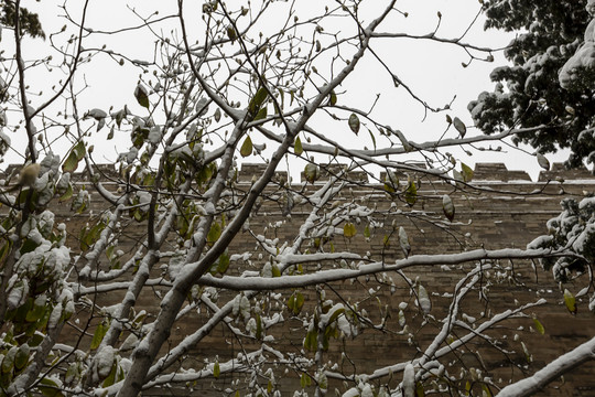 白雪掩映下的北京故宫城墙及古树