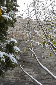 白雪掩映下的北京故宫城墙及古树
