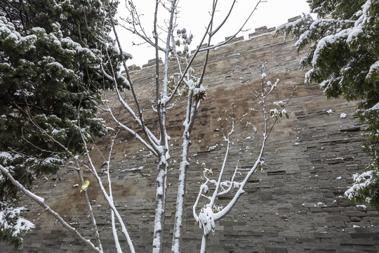 白雪掩映下的北京故宫城墙及古树