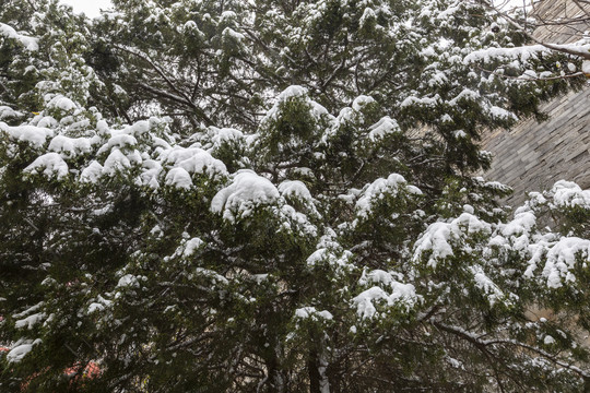 白雪掩映下的北京故宫城墙及古树