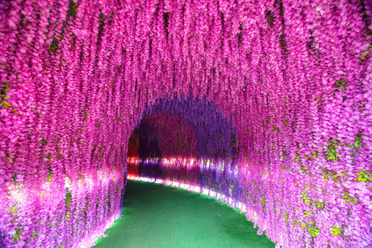 紫藤花隧道