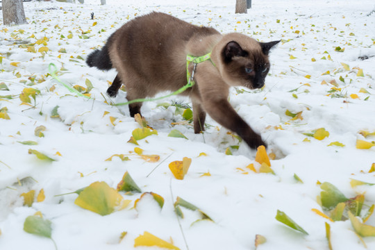 雪中暹罗猫