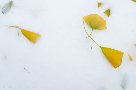 水平画雪中落叶