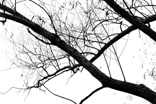 黑白枯枝树枝