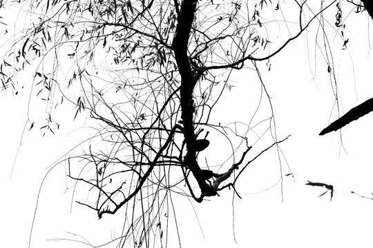 抽象黑白树枝