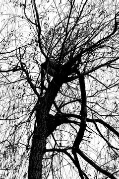 黑白枯枝树枝