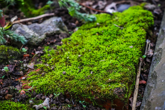 绿色青苔背景