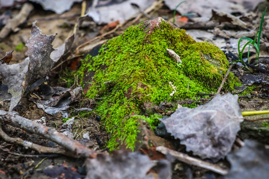 青苔绿色背景