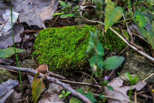 绿色青苔背景