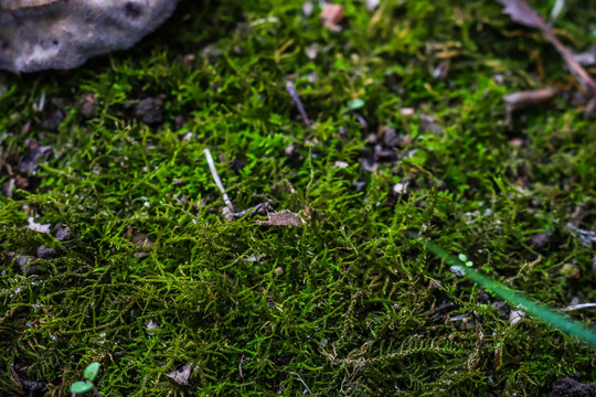 青苔绿色背景装饰