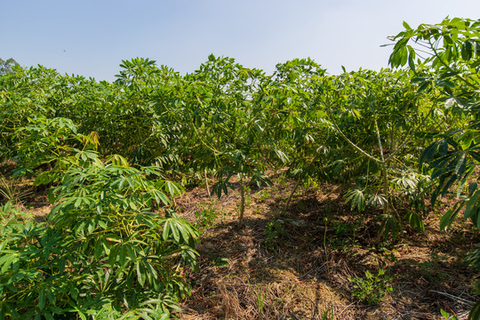 木薯树