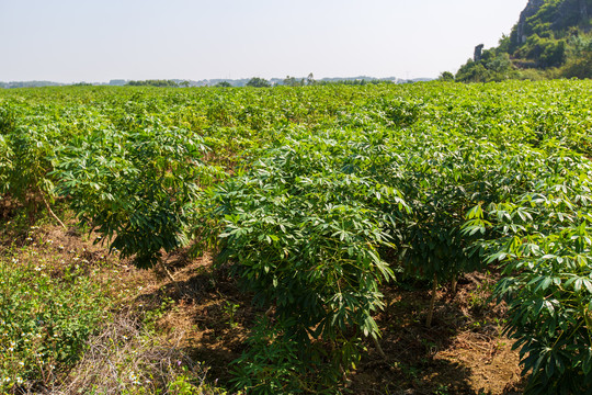 木薯树