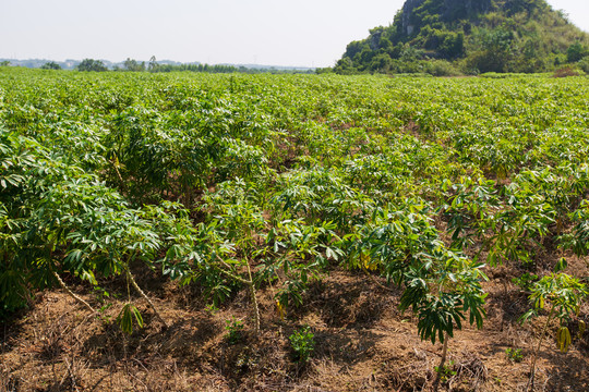 木薯树