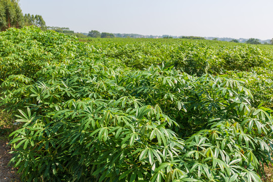 木薯树