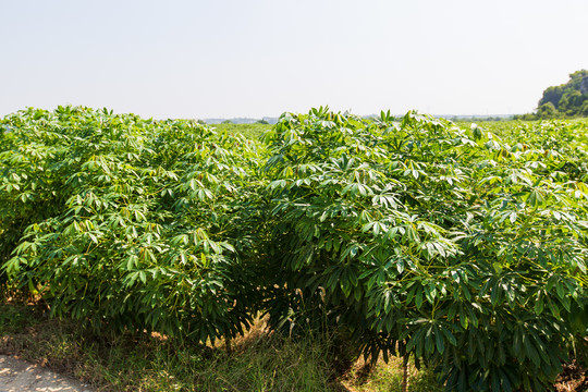 木薯树