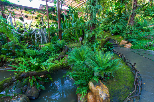 南宁青秀山风景区荫生植物园